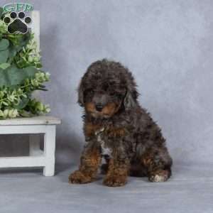Mystery, Miniature Poodle Puppy